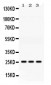 Anti-AK2 Picoband Antibody